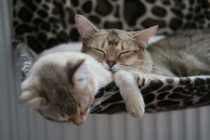 Soothing Sleep Treats For Aging Pets With Cbd