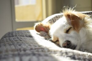 Lab-Verified Cbd Sleep Aids For Your Pet