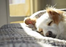 Improve Your Pet'S Sleep With Broad-Spectrum Cbd