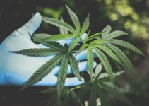 Hemp Vs Cannabis: Comparing Stress Relief Potency