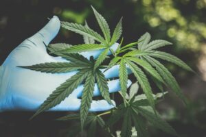 Hemp Vs Cannabis: Comparing Stress Relief Potency